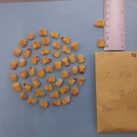 CIMMYTMA 7517 - Reference inventory.jpg