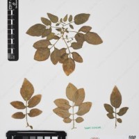 CIP 760236_HHCH 4422_02.jpg