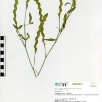 8088 herbarium