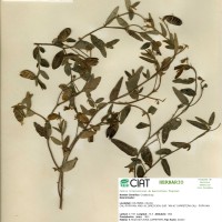 9560 herbarium