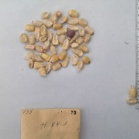 CIMMYTMA 73 - Reference Inventory.jpg