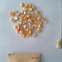 CIMMYTMA 1110 - Reference Inventory.jpg