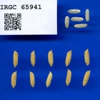 IRGC 65941 Seed Photo