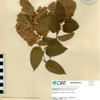 19458 herbarium