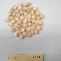 CIMMYTMA 3603 - Reference Inventory.jpg