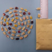 CIMMYTMA 7645 - Reference inventory.jpg