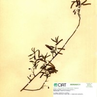7258 herbarium