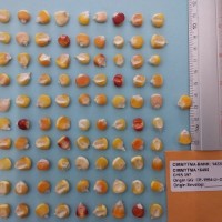 CIMMYTMA 16405 - Reference Inventory.jpg