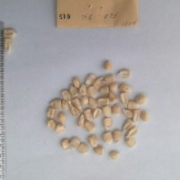 CIMMYTMA 645 - Reference Inventory.jpg