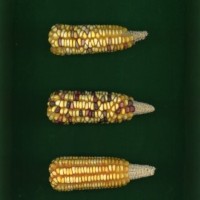 CIMMYTMA 5186 GUAT 114 AF19A-0903-7 E1.jpg