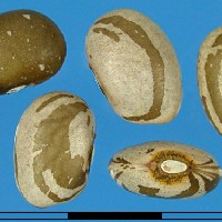 G16031 seed.jpg