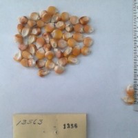 CIMMYTMA 1356 - Reference Inventory.jpg