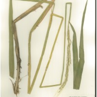 IRGC 89159 Herbarium