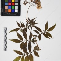 CIP 765691_RPSP 002_02.jpg