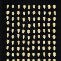 CIMMYTMA 26824 GUAN 416 BA22U-2903-73 K.jpg