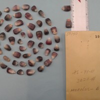 CIMMYTMA 5914 - Reference Inventory.jpg