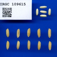 IRGC 109615 Seed Photo