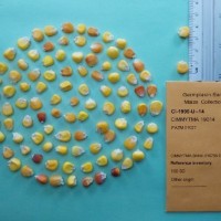 CIMMYTMA 19014.jpg