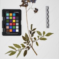 CIP 765693_RPSP 004_02.jpg