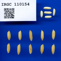IRGC 110154 Seed Photo