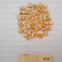 CIMMYTMA 4396 - Reference Inventory.jpg