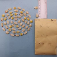 CIMMYTMA 8098 - Reference inventory.jpg