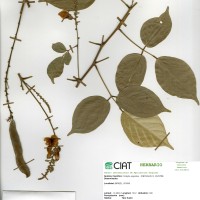 22382 herbarium