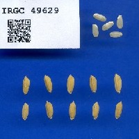 IRGC 49629 Seed Photo