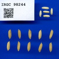 IRGC 98244 Seed Photo