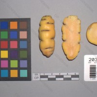 CIP 203045 Tuber