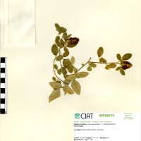 19413 herbarium