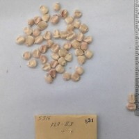 CIMMYTMA 531 - Reference Inventory.jpg