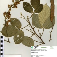 22396 herbarium