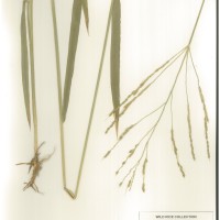 IRGC 93270 Herbarium