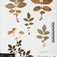 CIP 760016_OCH S47_03.jpg