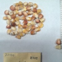 CIMMYTMA 2342 - Reference Inventory.jpg