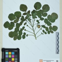 CIP 760571 herbarium
