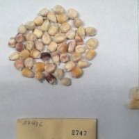 CIMMYTMA 2747 - Reference Inventory.jpg