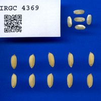 IRGC 4369 Seed Photo