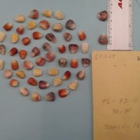 CIMMYTMA 5926 - Reference Inventory.jpg