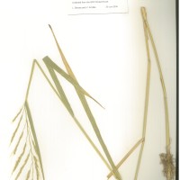 IRGC 105130 Herbarium