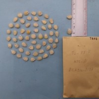 CIMMYTMA 7885 - Reference inventory.jpg