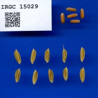 IRGC 15029 Seed Photo