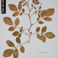 CIP 760433_HHA 6521_10.jpg