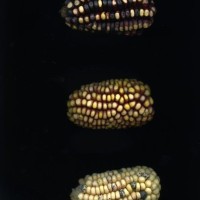 CIMMYTMA 24946 TAC33 TC22U-2903-143 E1.jpg