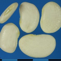 G25417 seed.jpg