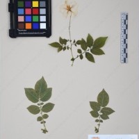 CIP 761053_OCHS 11865_09.jpg