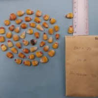 CIMMYTMA 8088 - Reference inventory.jpg