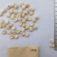 CIMMYTMA 1782 - Reference Inventory.jpg