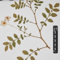 CIP 761726_OCH 13684_03.jpg